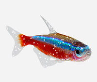 Interpet - Anti White Spot Fish Treatment - 100 ml