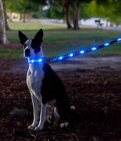 Dog-e-glo - Blue Bones Leash - 5 foot