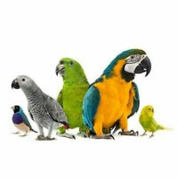 Happy Pet - Shooting Star Wood Bird Toy