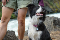 Ruffwear - Knot a Collar