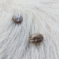 Mikki - Itchy 'n' Scratchy - Tick Picker for Cats & Dogs