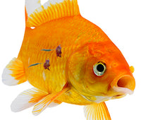 Interpet - Anti Parasite Slime & Velvet Fish Treatment -100 ml