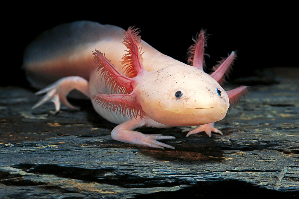 Getting an Axolotyl