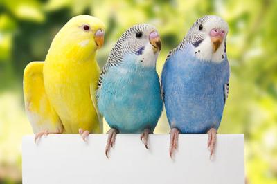 Getting a Budgie