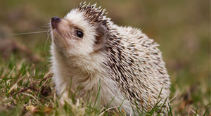 Helping wild Hedgehogs