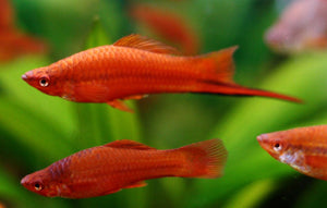 About Swordtail Fish