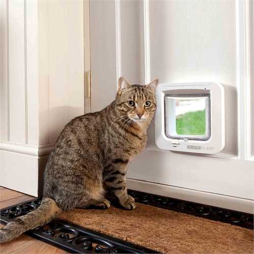 CAT TRAINING > Cat door training