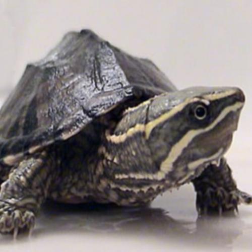 Getting A Musk Turtle
