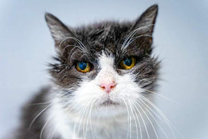CAT HEALTH > Health Care for Older Cats