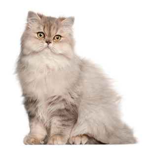 CAT HEALTH > What You Need to Know about Persian Cat Care