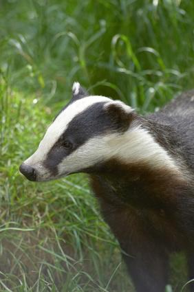 Caring for the Wildlife - Badgers