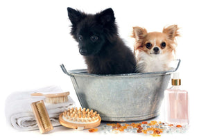 Dog Grooming - Monmouth
