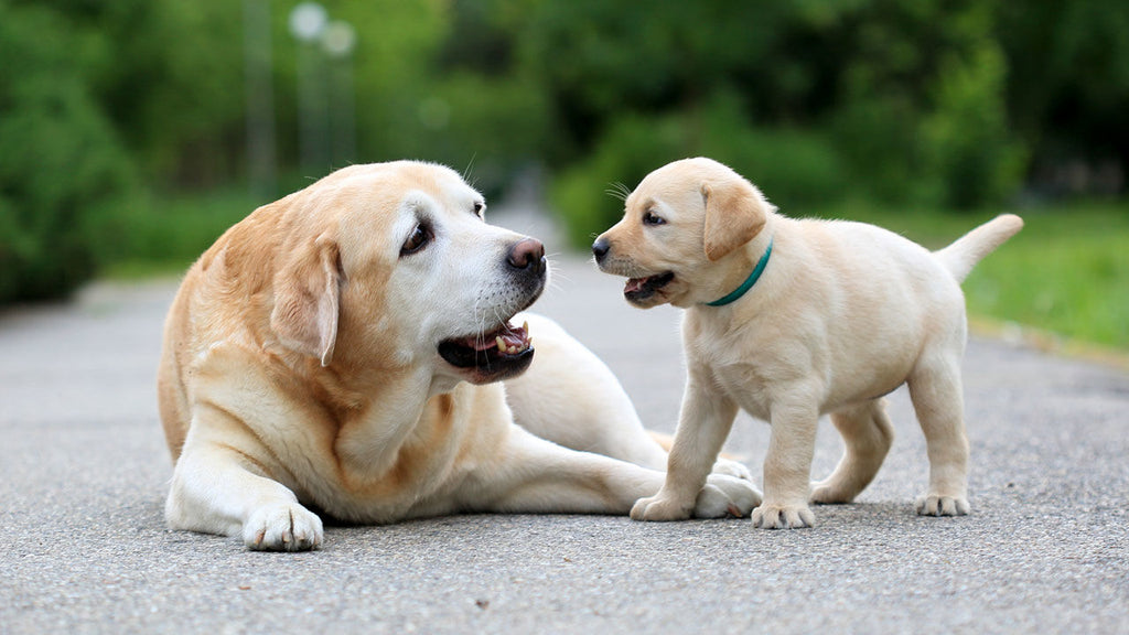 Getting a Dog