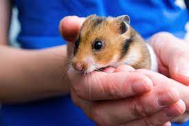 Getting a Hamster