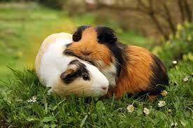 Getting a Guinea Pig