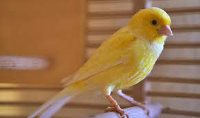 Getting a Canary