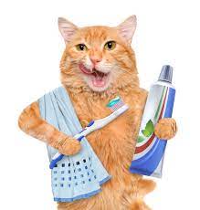 CAT HEALTH > Dental Care for Cats