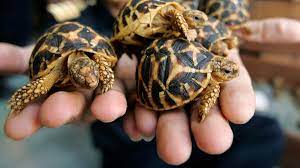 Getting a Tortoise