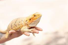 Getting a Bearded Dragon