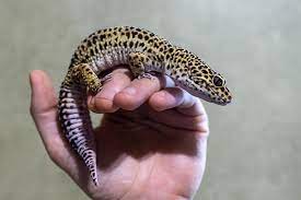 Getting a Leopard Gecko