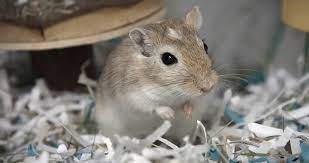 Getting a Gerbil