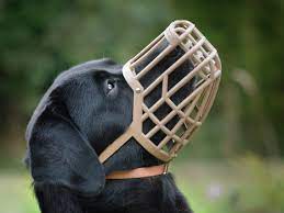 Using Muzzles in the UK & Dangerous Dogs