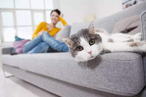 CAT HEALTH > Foster Cat Care, What You Need to Know