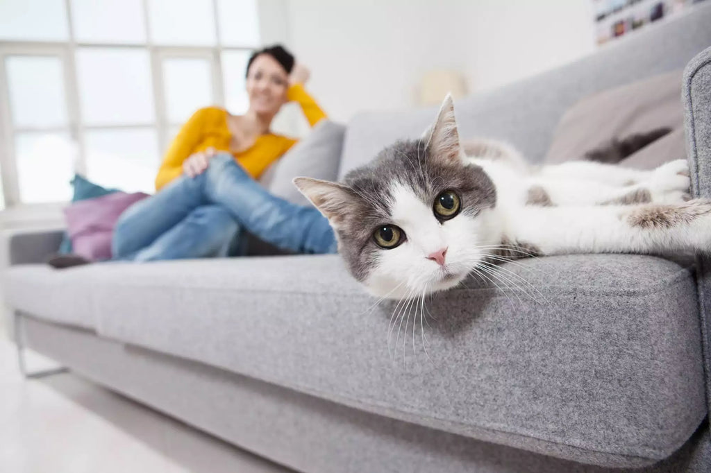 CAT HEALTH > Cat Care in your House