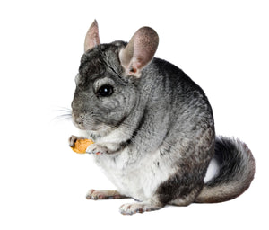 Getting a Chinchilla