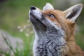 Helping wild Foxes