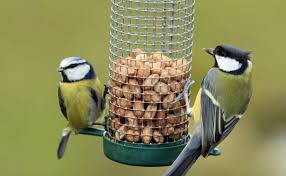 Helping wild Birds