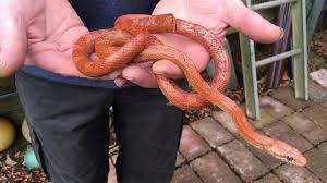 Getting a Corn Snake