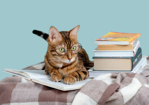 CAT TRAINING > Cat behavior training