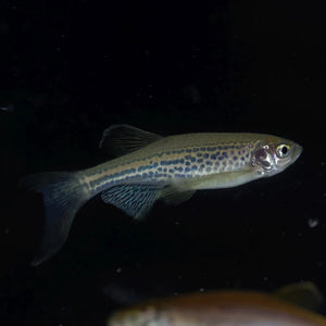 About Leopard Danios