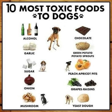 DOG CARE > Human Food Could Kill Your Dog