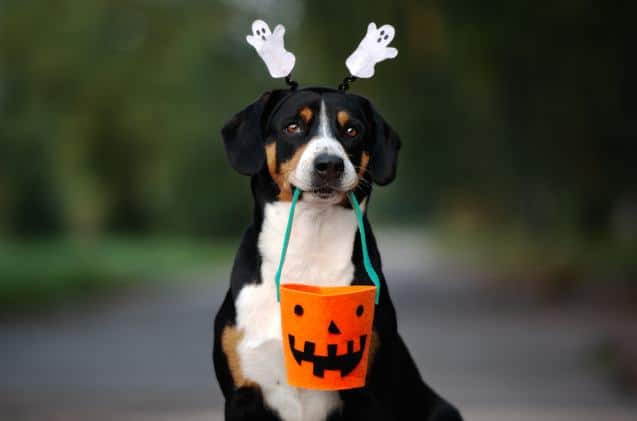 Spooky Halloween