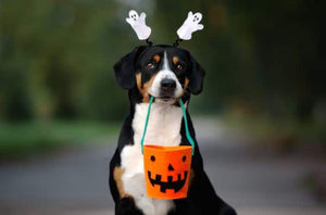 Spooky Halloween