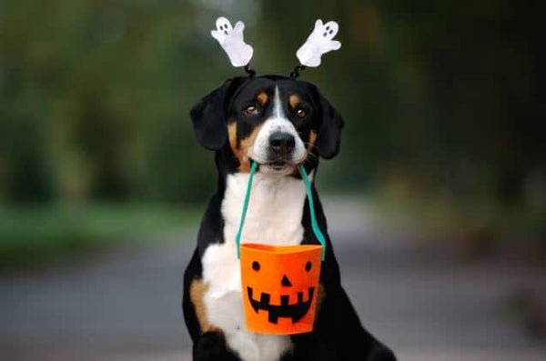 Spooky Halloween