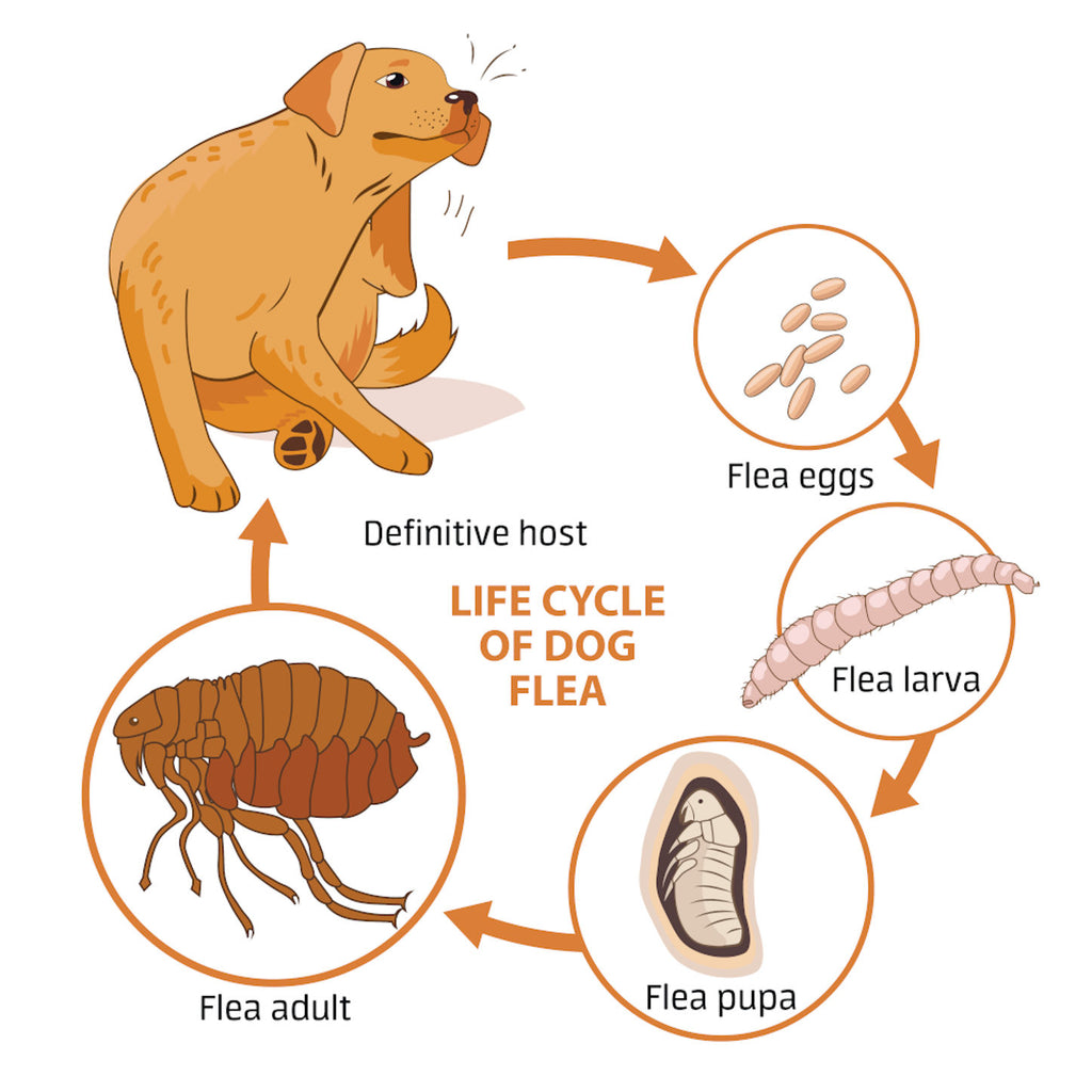 Flea Season