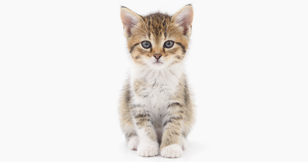 Kitten Season