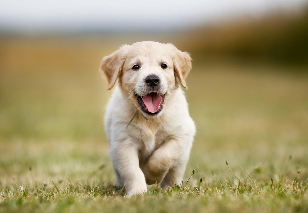 Puppy Season