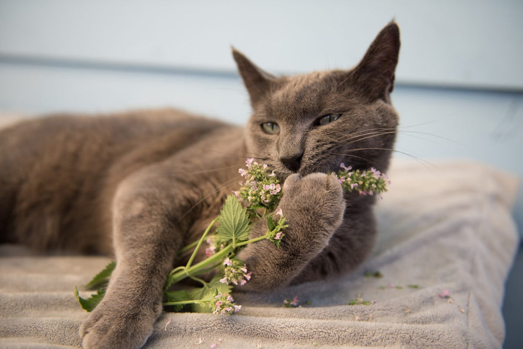 Catnip