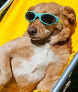 Summer Heat Wave