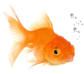 Aquatics Products