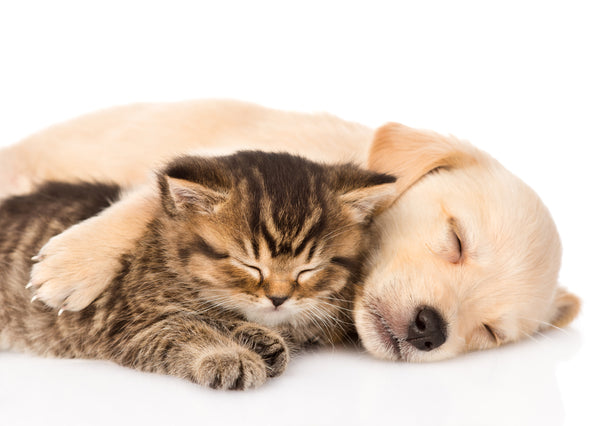 Fur Babies