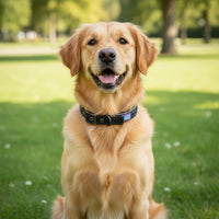 Hem & Boo - Reflective & Padded Nylon Collar, Black