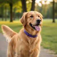 Hem & Boo - Reflective & Padded Nylon Collar, Purple