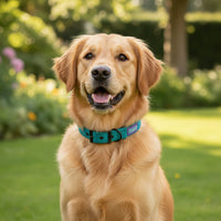 Hem & Boo - Reflective & Padded Nylon Collar, Aqua