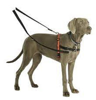 Halti Training Lead - Red