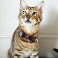 Rosewood - Designer Tartan Cat Collar - Navy & Red